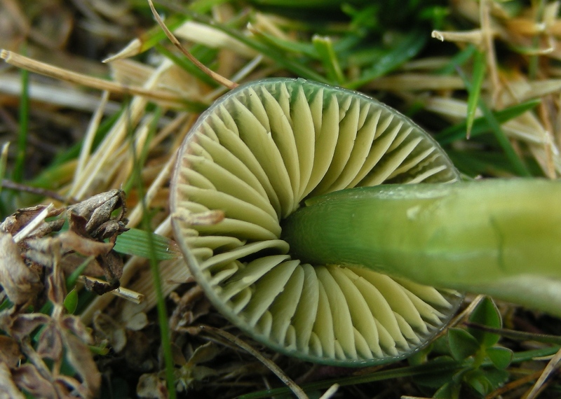 Viva le Hygrocybe!!!